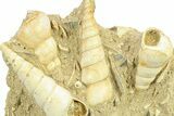 Fossil Gastropod (Haustator) Cluster - Damery, France #282682-1